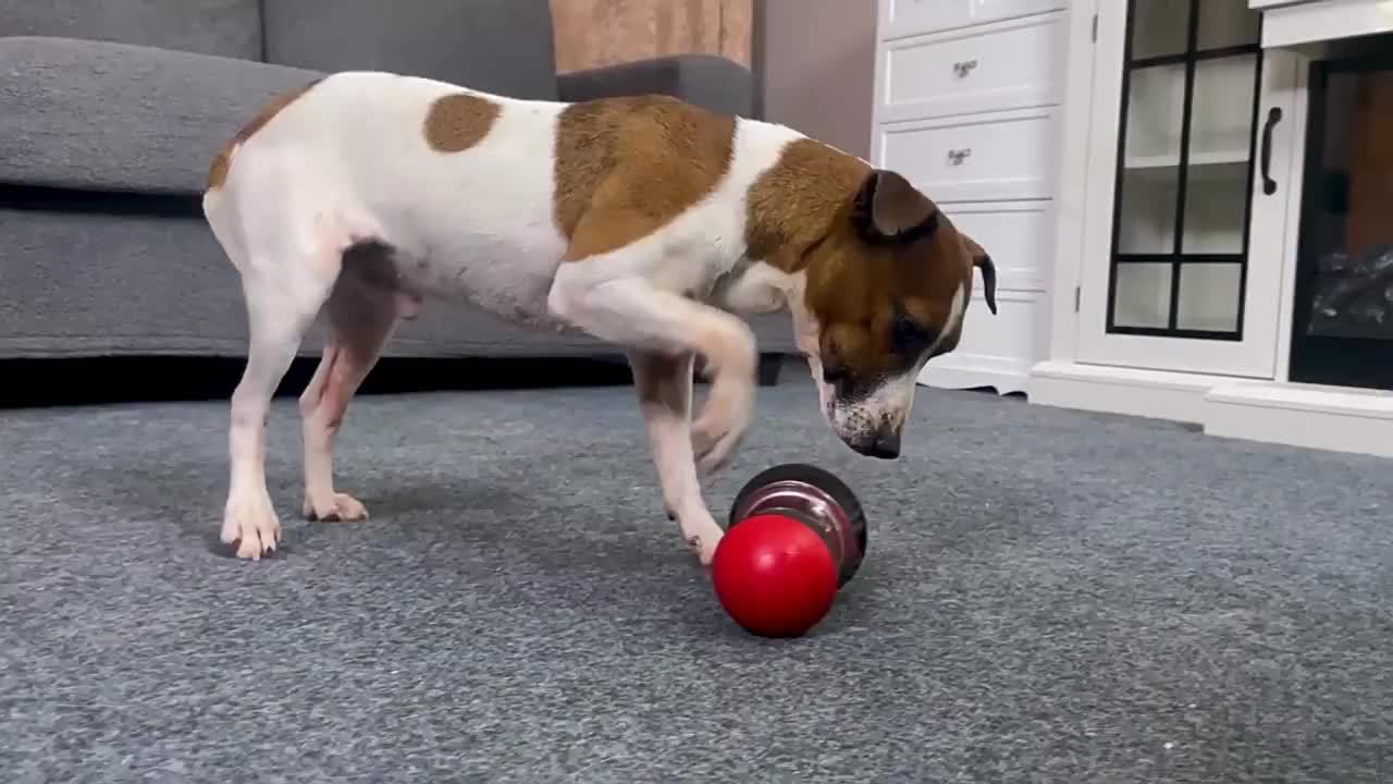 Interactive Dog Puzzle Toy